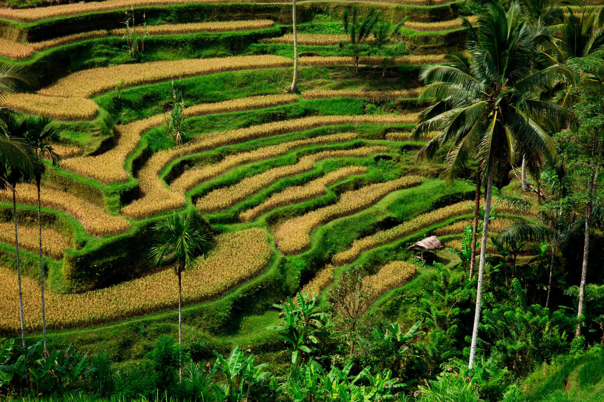 ubud (2).webp